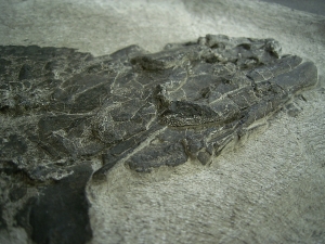 Tristichopterus - ein unglaubliches Traumstück - Der Beste und Größte seiner Art!