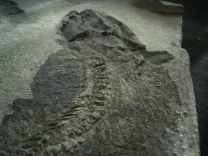 Tristichopterus - ein unglaubliches Traumstück - Der Beste und Größte seiner Art!