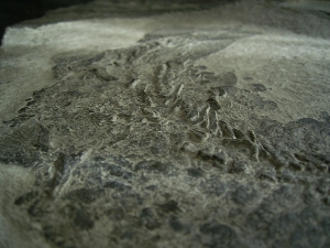 Tristichopterus - ein unglaubliches Traumstück - Der Beste und Größte seiner Art!