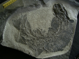 Tristichopterus - ein unglaubliches Traumstück - Der Beste und Größte seiner Art!