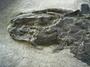 Tristichopterus - ein unglaubliches Traumstück - Der Beste und Größte seiner Art!