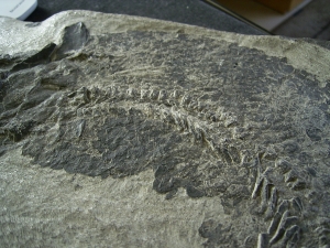 Tristichopterus - ein unglaubliches Traumstück - Der Beste und Größte seiner Art!