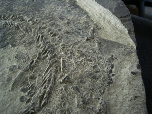 Tristichopterus - ein unglaubliches Traumstück - Der Beste und Größte seiner Art!