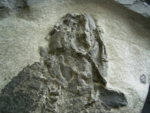 Tristichopterus - ein unglaubliches Traumstück - Der Beste und Größte seiner Art!