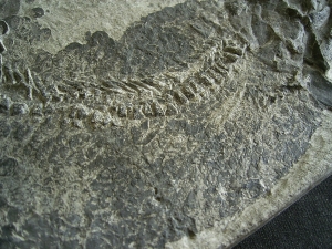 Tristichopterus - ein unglaubliches Traumstück - Der Beste und Größte seiner Art!