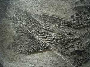 Tristichopterus - ein unglaubliches Traumstück - Der Beste und Größte seiner Art!