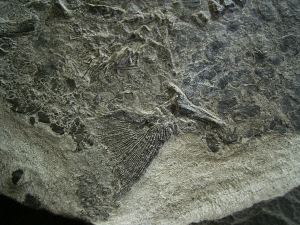 Tristichopterus - ein unglaubliches Traumstück - Der Beste und Größte seiner Art!