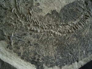 Tristichopterus - ein unglaubliches Traumstück - Der Beste und Größte seiner Art!