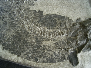 Tristichopterus - ein unglaubliches Traumstück - Der Beste und Größte seiner Art!