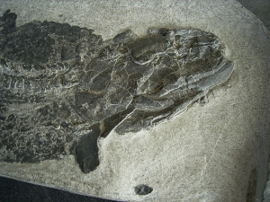 Tristichopterus - ein unglaubliches Traumstück - Der Beste und Größte seiner Art!