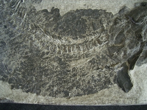 Tristichopterus - ein unglaubliches Traumstück - Der Beste und Größte seiner Art!