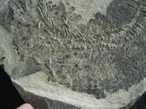 Tristichopterus - ein unglaubliches Traumstück - Der Beste und Größte seiner Art!