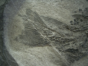 Tristichopterus - ein unglaubliches Traumstück - Der Beste und Größte seiner Art!