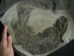 Tristichopterus - ein unglaubliches Traumstück - Der Beste und Größte seiner Art!