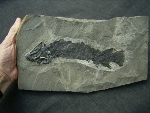 Tristichopterus aus dem Deovon