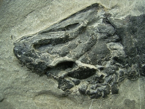 Tristichopterus aus dem Deovon