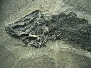 Tristichopterus aus dem Deovon