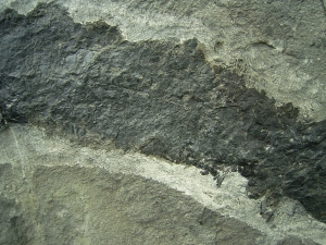 Tristichopterus aus dem Deovon
