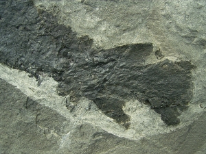 Tristichopterus aus dem Deovon