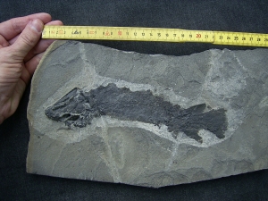 Tristichopterus aus dem Deovon
