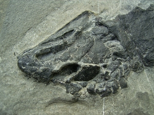 Tristichopterus aus dem Deovon