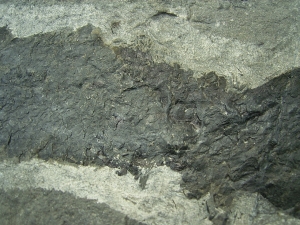 Tristichopterus aus dem Deovon