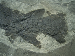 Tristichopterus aus dem Deovon