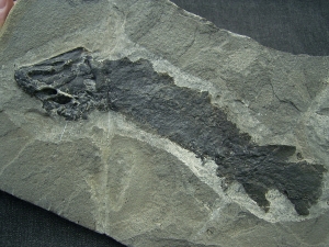 Tristichopterus aus dem Deovon