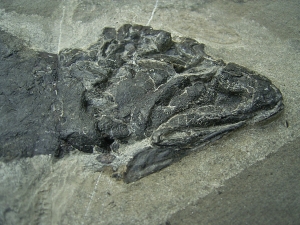 Tristichopterus aus dem Deovon
