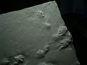 Große Spurenplatte aus dem Perm