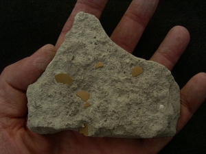 Vogel Eierschalen Palaeolodus