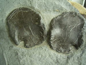 Ichthyosaurier Schultergürtel