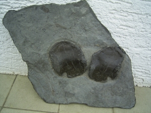 Ichthyosaurier Schultergürtel