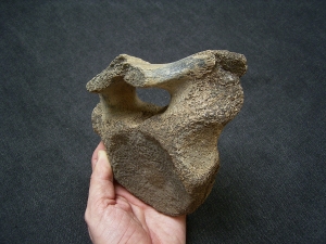 Mammut Wirbel vom Jungtier