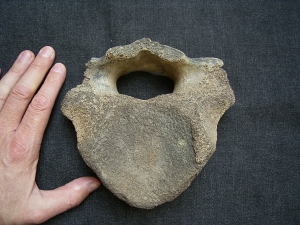 Mammut Wirbel vom Jungtier