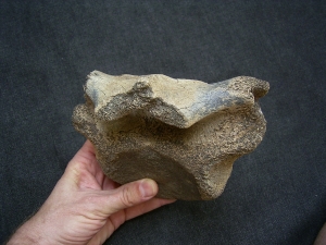 Mammut Wirbel vom Jungtier