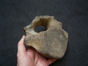 Mammut Wirbel vom Jungtier