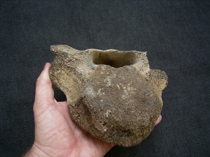 Mammut Wirbel vom Jungtier