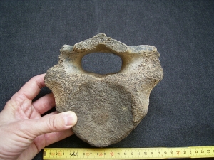 Mammut Wirbel vom Jungtier