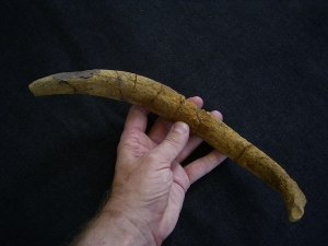Seekuhrippe Halitherium #4