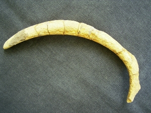 Seekuhrippe Halitherium #4