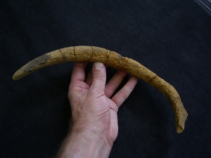 Seekuhrippe Halitherium #4