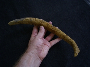 Seekuhrippe Halitherium #4