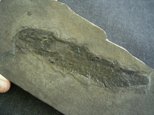 Osteolepis - Quastenflosser aus dem Devon #2