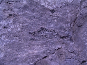 Coccosteus aus Schottland