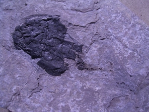 Coccosteus aus Schottland
