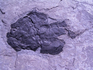 Coccosteus aus Schottland