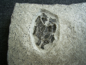 Microbrachius dicki - Maennliches Tier mit zwei Begattungsorganen!