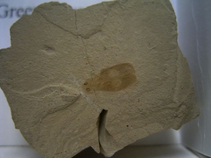 Käfer Sammlung aus dem Eozän