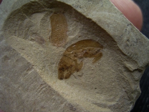Käfer Sammlung aus dem Eozän
